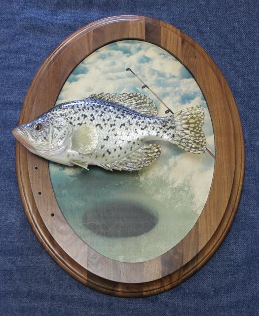 Display options for Anglers Art custom fish taxidermy in wisconsin
