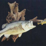 Largemouth Bass (chase scene)