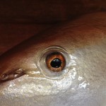 Redfish eye detail