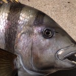 Saltwater fish eye detail