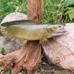Bowfin or Dogfish (its a beautiful kind of ugly)