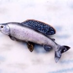 Arctic Grayling (male....replica fish)