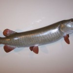 Muskie (replica...spotted pattern)