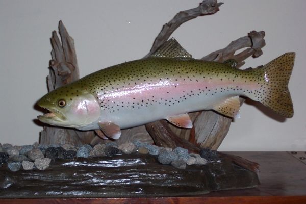 Anglers Art taxidermy freshwater fish taxidermy galleries