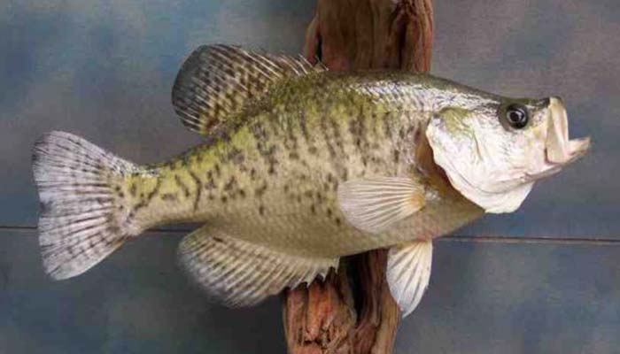 Angler's Art Wisconsin Fish Taxidermy skin mounts