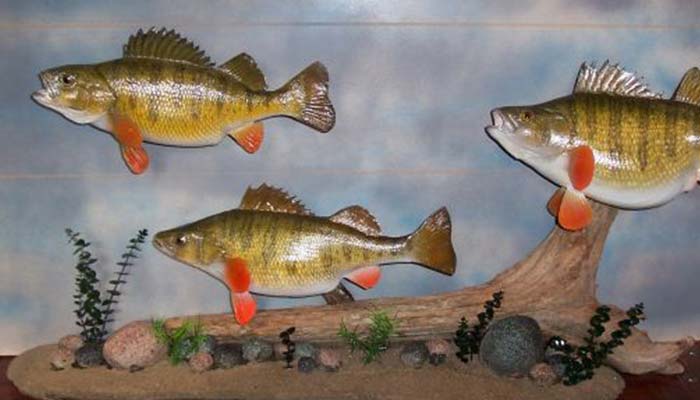 Angler's Art Wisconsin Fish Taxidermy display options