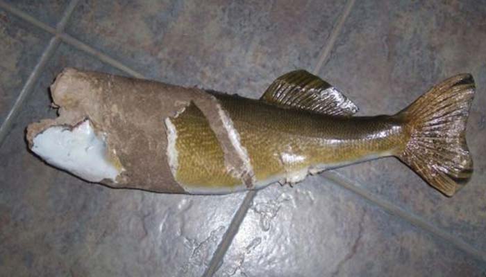 Angler's Art Wisconsin Fish Taxidermy repair and restorations