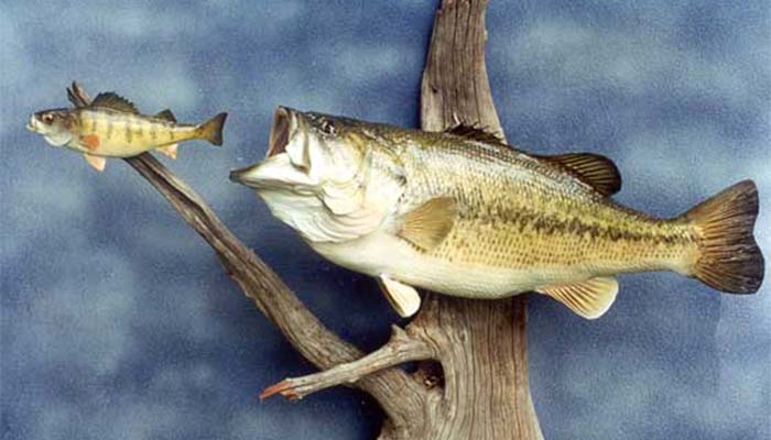 Angler's Art Wisconsin Fish Taxidermy chaser scene display option