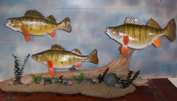 Angler's Art Wisconsin Fish Taxidermy pedestal display option