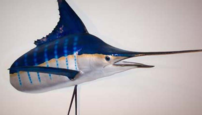 Angler's Art Wisconsin Fish Taxidermy marlin splash scene