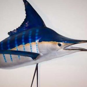 Angler's Art Wisconsin Fish Taxidermy marlin wall mount