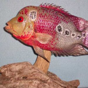 Angler's Art Wisconsin Fish Taxidermy pet hybrid fish mount