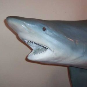 Angler's Art Wisconsin Fish Taxidermy shark replica