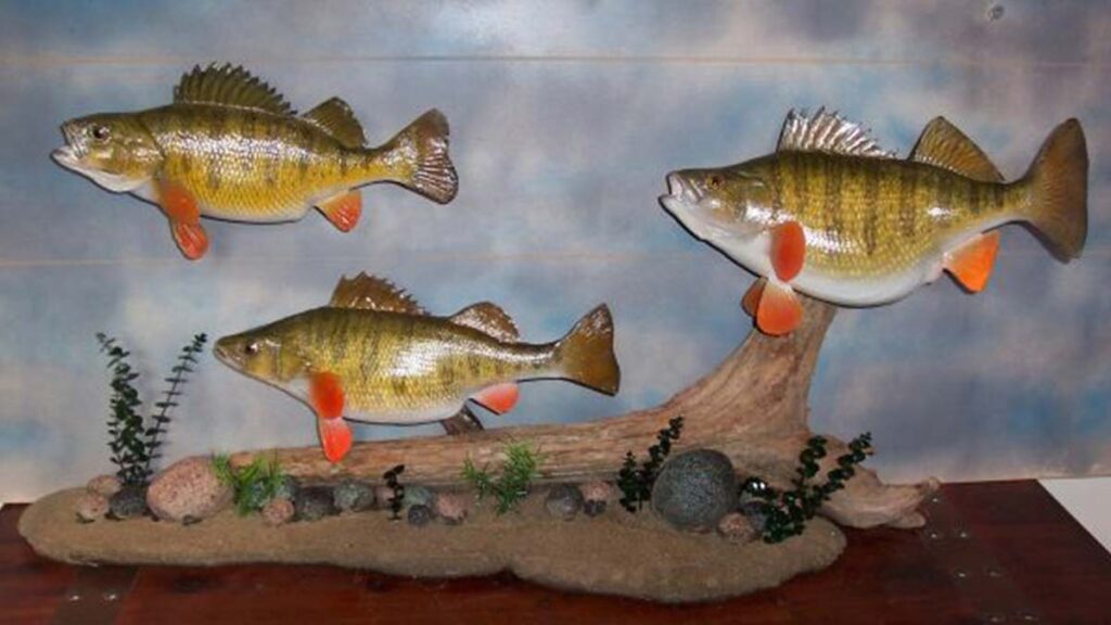 Angler's Art Wisconsin Fish Taxidermy how to ship your catch