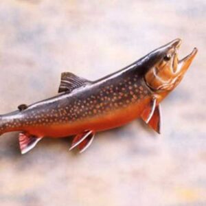 Angler's Art Wisconsin Fish Taxidermy trout