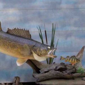 Angler's Art Wisconsin Fish Taxidermy walleye chaser