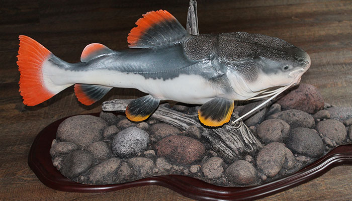 Full 3D Pedestal Mount for your next catch, this unique display will sure catch the eye