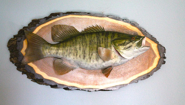 Rustic Wood Panel Fish mount from Angler's Art