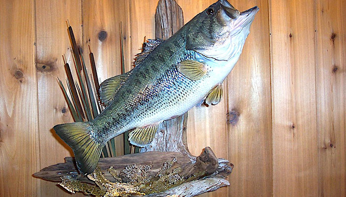 Driftwood and other decor to make a splash with your next fish mount from Anglers Art