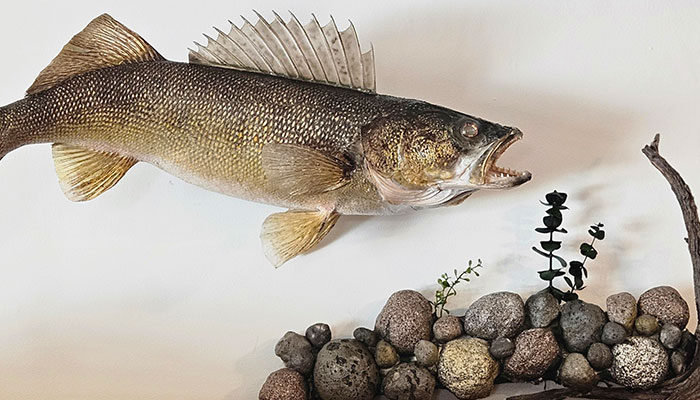 Anglers Arts Wall Pedestal Mount is a great way to display your fish